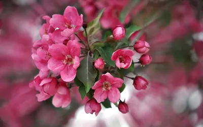 Букет утренних свежих цветов высокое…» — создано в Шедевруме