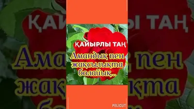 Текст песни Кайырлы таң жаным Т.И, слова песни