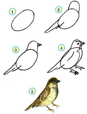 Раскраски Раскраска Как нарисовать птицу как нарисовать поэтапно  карандашом, скачать распечатать раскраски.