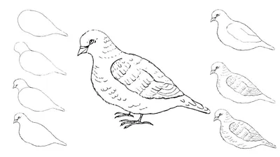 Уроки рисования для детей. Перелетные птицы |  - Дети и  Родители | Дзен