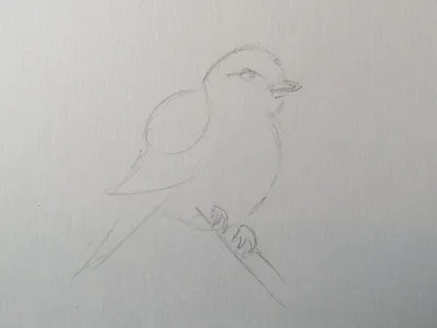 Птица карандашом | Искусство птицы, Рисунок птиц, Рисунки