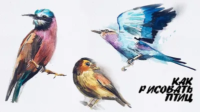 Как нарисовать птицу | Блог «Онлайн-Школа»