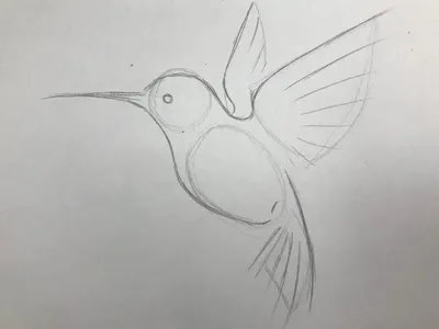 Учимся рисовать птиц - 