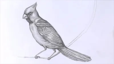 Уроки рисования. Рисуем влюбленных птиц. День святого Валентина — Видео |  ВКонтакте