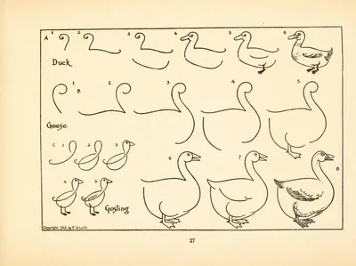Как нарисовать любую птицу | Пикабу
