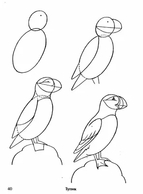 13.Учимся рисовать птиц