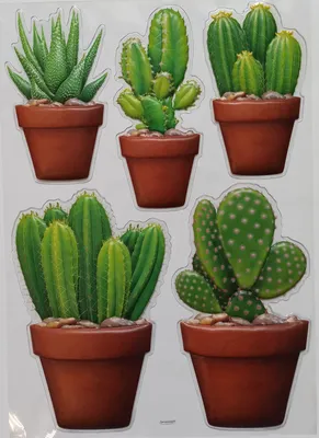 Вазон Клубничный ежик Кактус Cactaceae, цветок, кактусы, цветок, кариофиллы  png | PNGWing