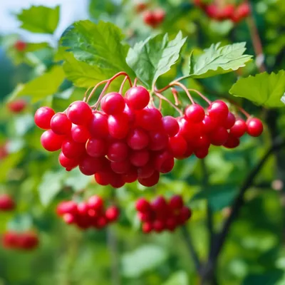 Калина обыкновенная (Viburnum opulus, калина красная)