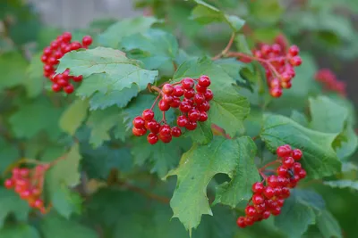 Купить саженцы Калина красная Viburnum оpulus Салаирская в Москве с  доставкой по всей России — интернет-магазин «Сады Семирамиды»