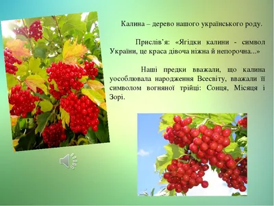 Саженцы калины в Украине ᐉ купить почтой в питомнике Биосад