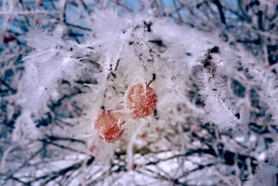 Калина в снегу ❄️ | Приключения Мастера и Маргариты | Дзен