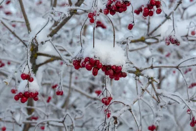 Siberian cranberry-bush - Калина (Viburnum) | Tentative ID: … | Flickr