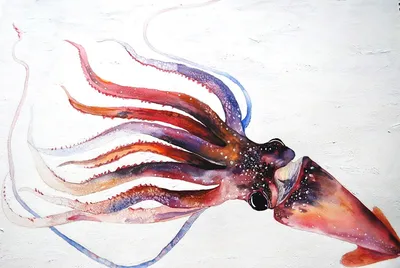 ☰ Кальмар «Broadtail squid», Греция цена от 698 грн заказать с доставкой в  городе Киев