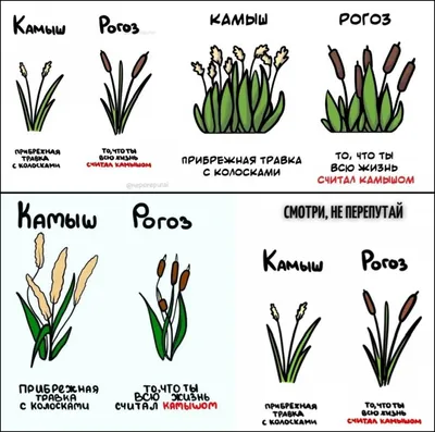 камыш Scirpus, графические фреймы, рисунок