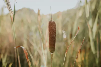 Камыш (Scirpus) — описание, выращивание, фото | на 