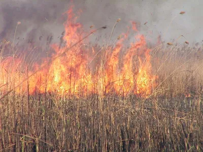 Купить Scirpus tabernaemontani Zebrinus (Камыш Зебринус), купить камыш  Зебрина, водные растения