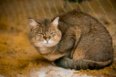 Дикие кошки: Камышовый кот (Felis chaus)