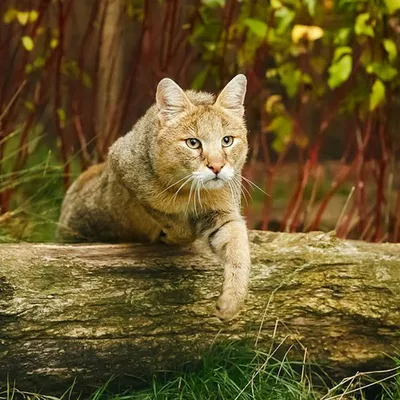 Камышовый кот (Животный мир Дагестана) · iNaturalist