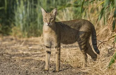 Как в минском зоопарке появился краснокнижный камышовый кот из Новосибирска  - Российская газета