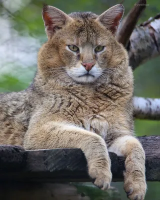 Домашний камышовый кот по имени Цейлон. / камышовый кот :: котэ (прикольные  картинки с кошками) / смешные картинки и другие приколы: комиксы, гиф  анимация, видео, лучший интеллектуальный юмор.