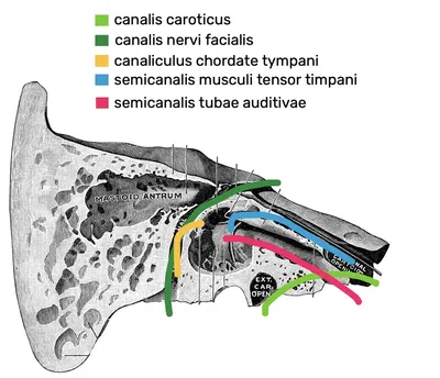 Каналы височной кости картинки