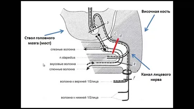 Пирамида височной кости KT : нормальная анатомия | e-Anatomy