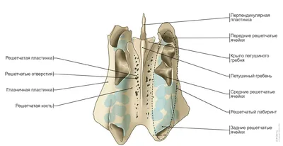 Череп иллюстрации : нормальная анатомия | e-Anatomy