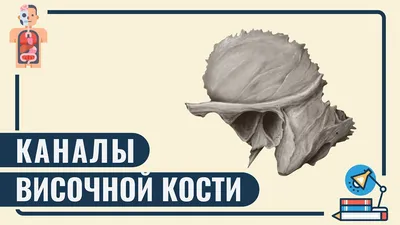 КАНАЛЫ ВИСОЧНОЙ КОСТИ или как понять одну из неЛЮБИМЫХ тем  студентов-медиков� | Медвуза | Медвуза