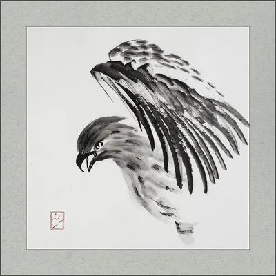Common Black-hawk | Focusing on Wildlife | Хищные птицы, Канюк, Птицы