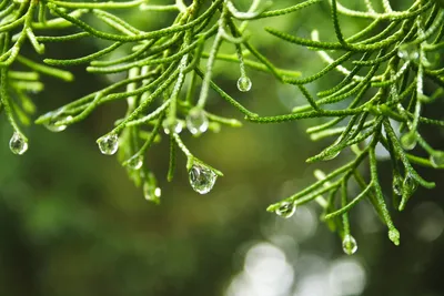 Капельки воды · Бесплатные стоковые фото