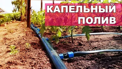 Капельный полив ЖУК с эмиттерной лентой 24 метра ⋆ Капельный полив