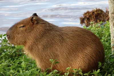 Капибара - самый большой и дружелюбный грызун в мире | Пикабу