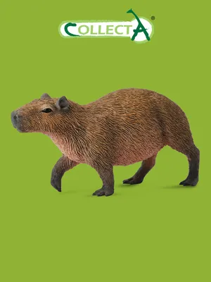 Capybara: The biggest water pig | Interesting facts about rodents - YouTube