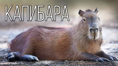В Минском зоопарке появилась капибара – 