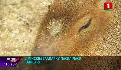 В Новосибирском зоопарке капибара пыталась облизнуть посетительницу март  2022 года -  - НГС.ру