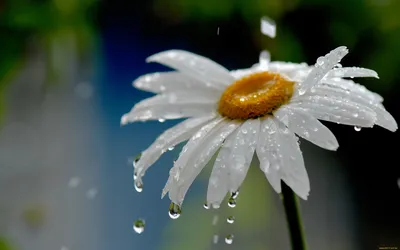 Росистый Капли Дождя Трава - Бесплатное фото на Pixabay - Pixabay