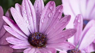 Фон рабочего стола где видно ромашки, цветы, капли дождя на лепестках,  daisies, flowers, raindrops on petals