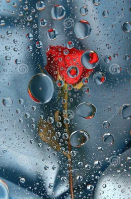 Картина "Капли дождя на цветах" в интернет-магазине Ярмарка Мастеров по  цене 7225 ₽ – M0OJCRU | Картины, Уфа - доставка по России