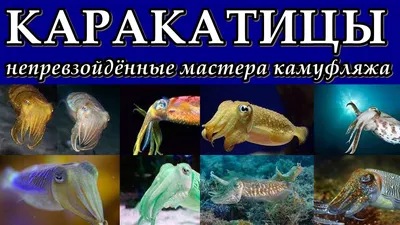 Каракатица свежемороженая, 1 кг