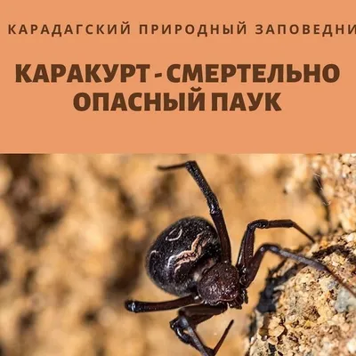 Паук каракурт: фото, где обитает, чем опасен укус