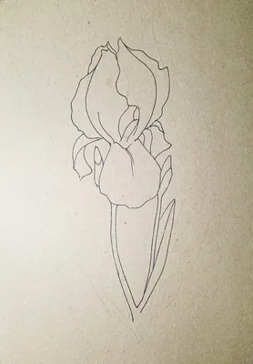 Как нарисовать цветок ирис карандашами. Поэтапный урок рисования в  картинках. | Рисуем вместе | Дзен