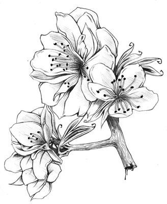 Рисунок карандашом цветы легко карандашом (45 фото) » Рисунки для срисовки  и не только