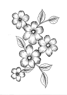 рисунок карандашом цветы | Рисунки углем, Рисунок карандашом, Ботанические  рисунки
