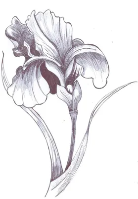 Рисунок карандашом цветы - 73 фото
