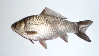 Карась серебряный - предок всех золотых рыбок