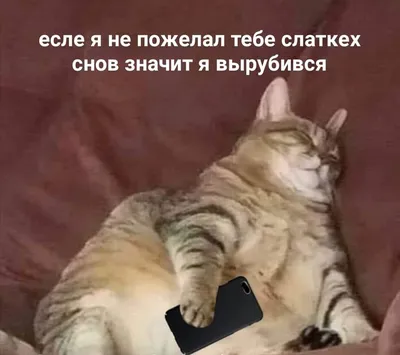 Коты выходного дня | Пикабу