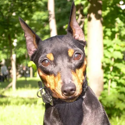 ЦВЕРГПИНЧЕР. Плюсы и минусы породы MINI PINSCHER - YouTube