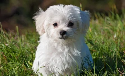 Карманные породы собак: топ самых маленьких пород собачек с названиями,  описанием и фото