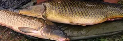 Рыба для пруда: карп Кои 25-28 см — купить в Москве.