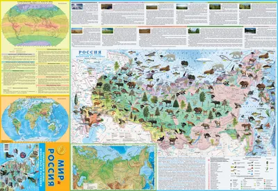 Дидактическое пособие-пазл «Карта России» (8 фото). Воспитателям детских  садов, школьным учителям и педагогам - Маам.ру